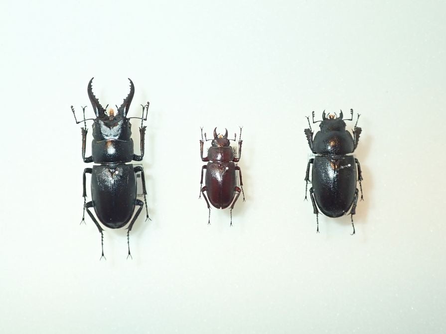 ハチジョウノコギリクワガタの雌雄型 | 虫けら屋の「ちょっと虫採り