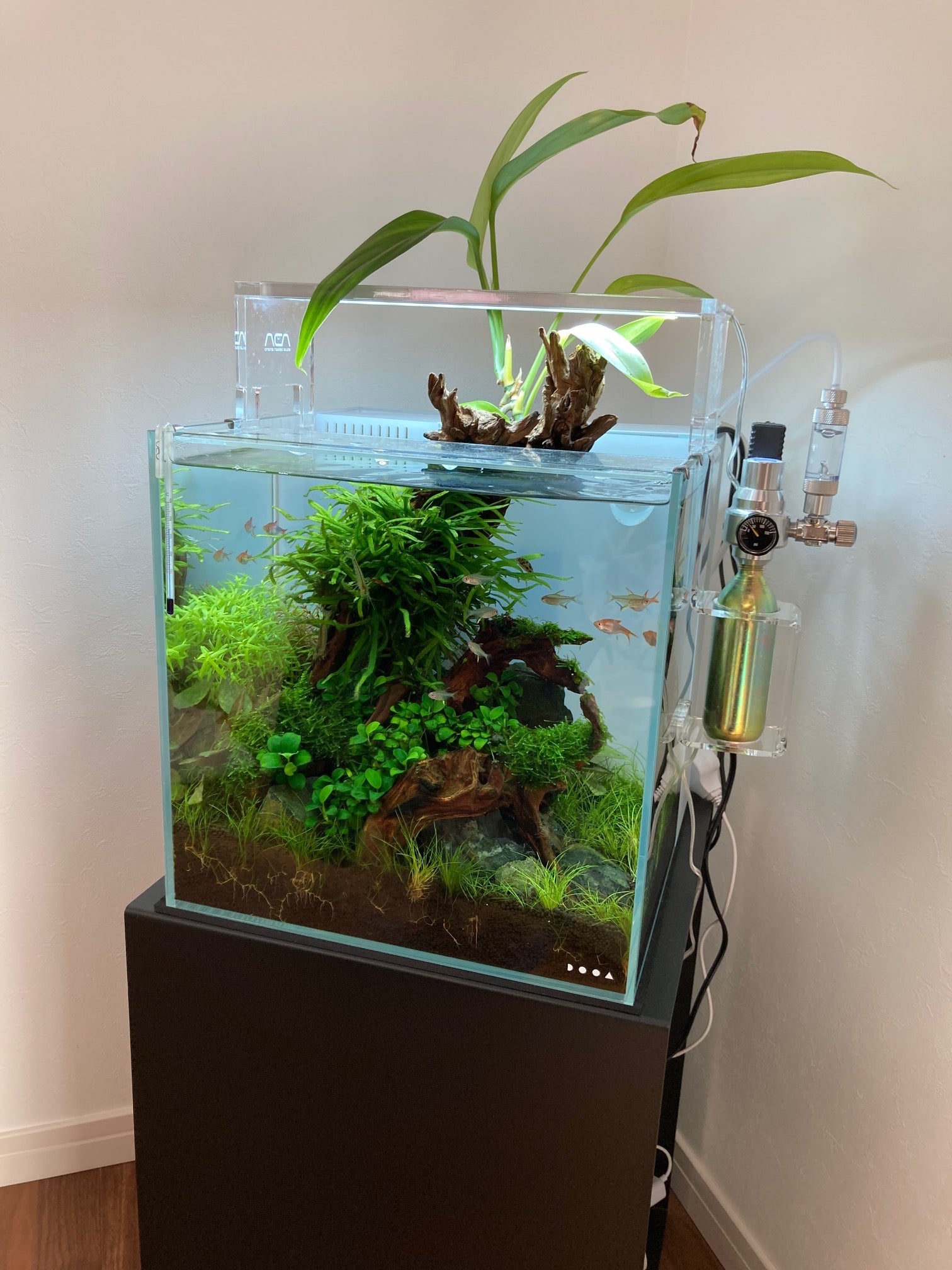 ada 60×30×36水槽 状態良好! ADA60cm水槽 60×30×36