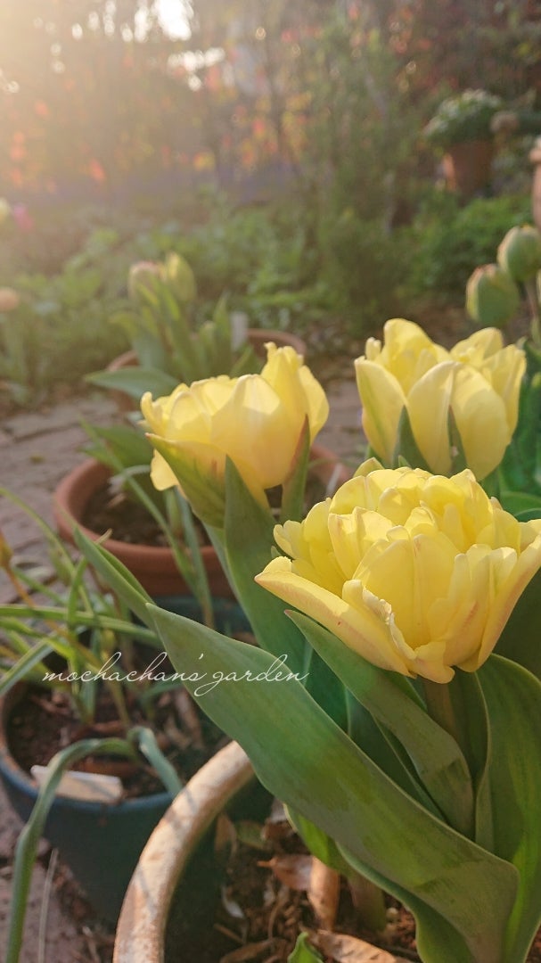 チューリップ フォクシー フォックストロットの色変わり と 今日の庭