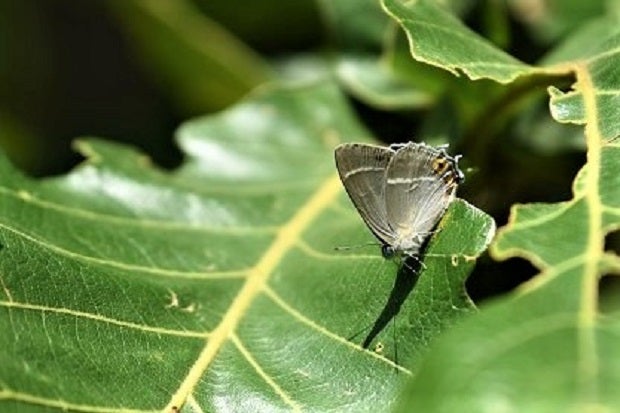 ハヤシミドリシジミとオオミドリシジミとウラミスジシジミ（ダイセン