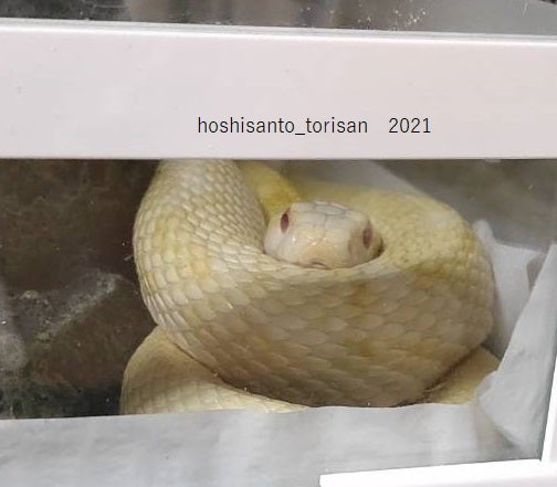 わっくんのへび