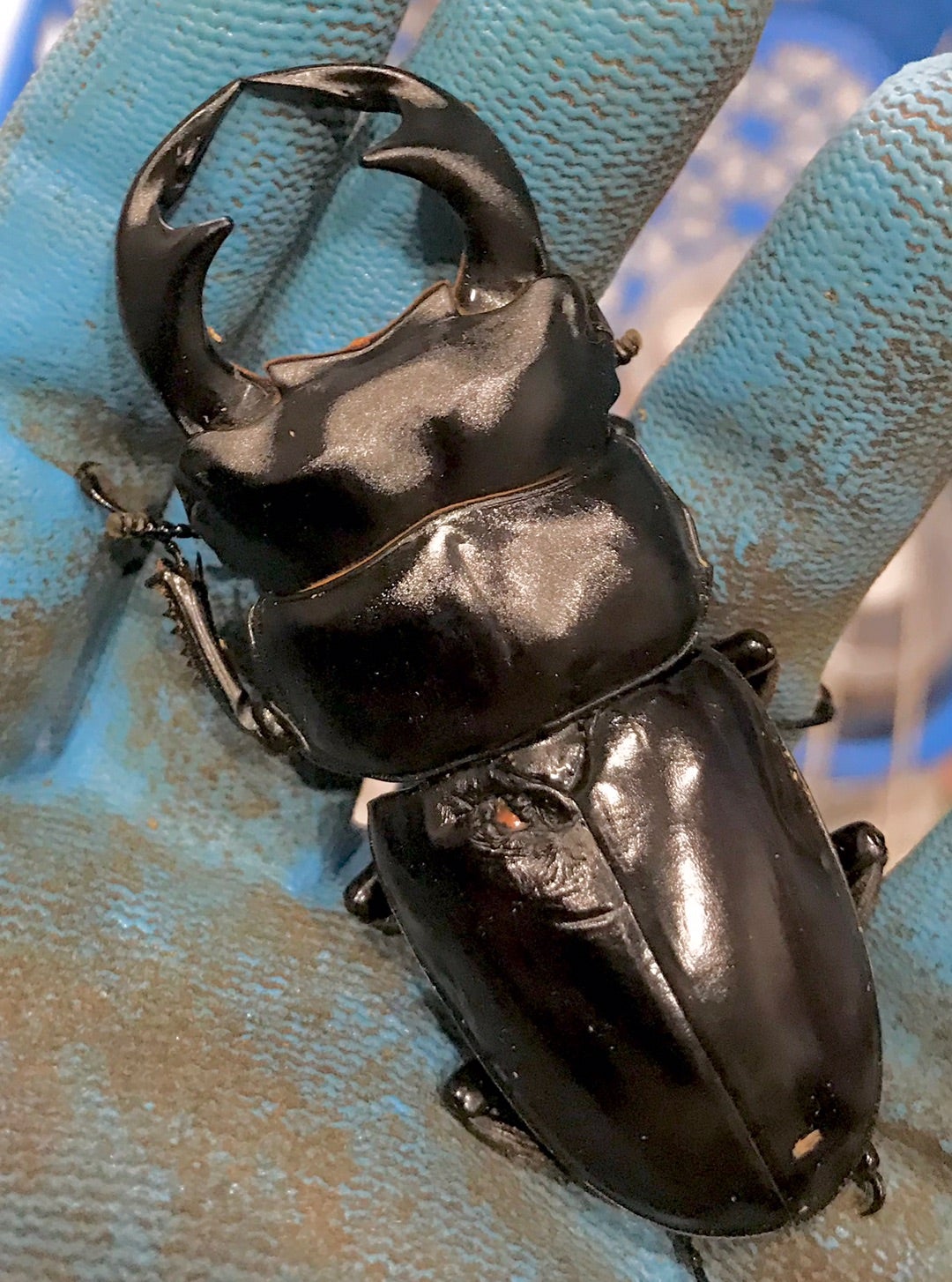 インド アンタエウスオオクワガタ ガントク(CB)極太♂87.5mm♀50mm