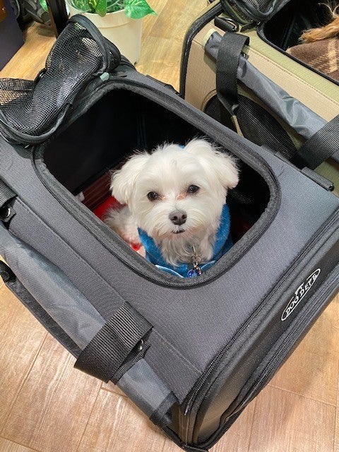 ☆コロコロキャリー プレミアム☆ | ドッグデプト川越店のブログ