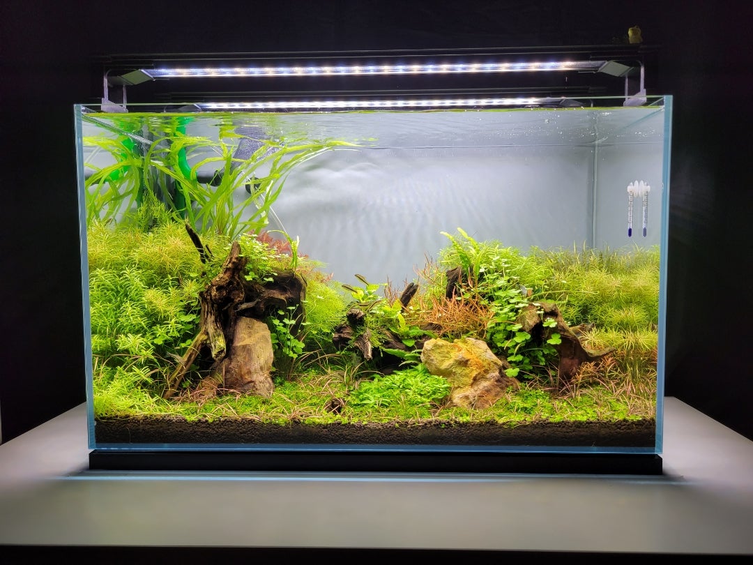 ADA 雲山石 XL 水槽用レイアウト石 ADA 雲山石 XLサイズ ADA 雲山石 XL