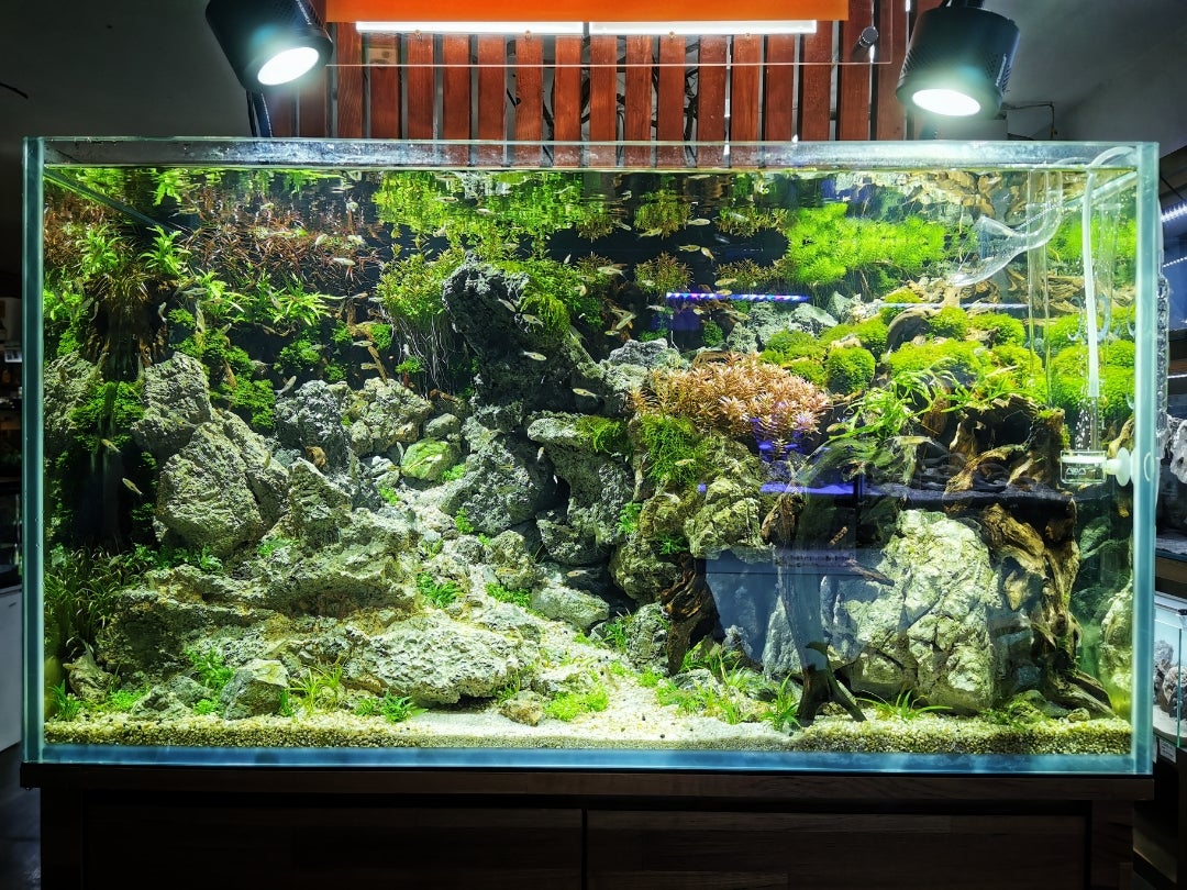 熱帯魚水槽引退 90cm