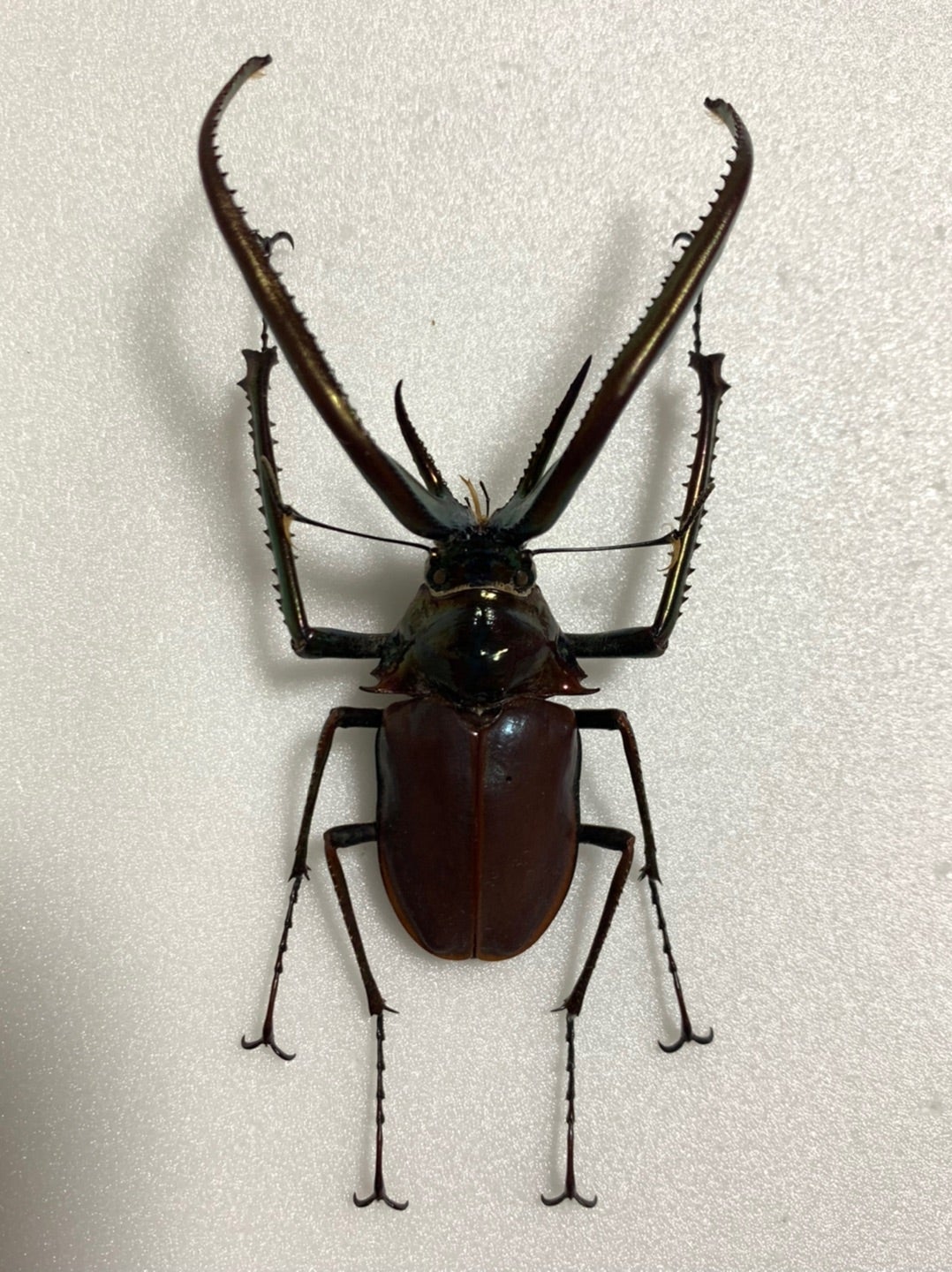 標本 コガシラクワガタ チリクワガタ チリクワガタ (Chiasognathus