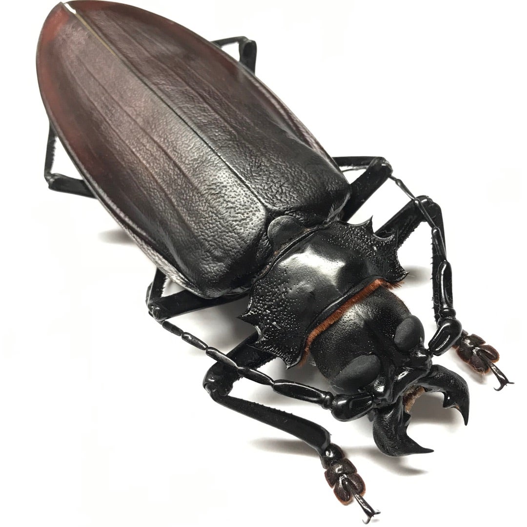 150mmup】オオキバウスバカミキリ標本 Macrodontia cervicornis