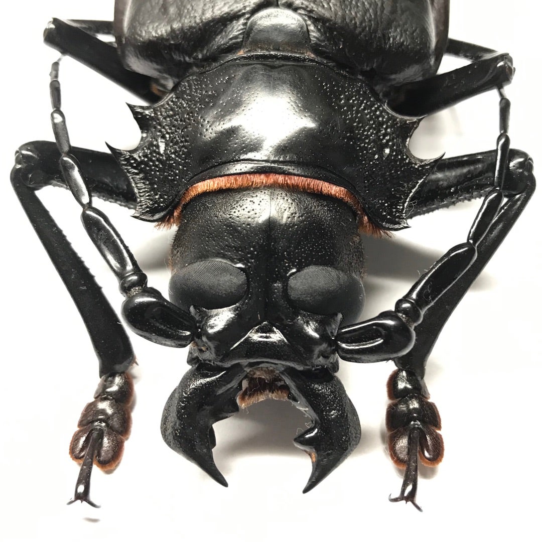 まとめ 【125mm♂】ハイエシオオウスバカミキリ オオウスバカミキリ