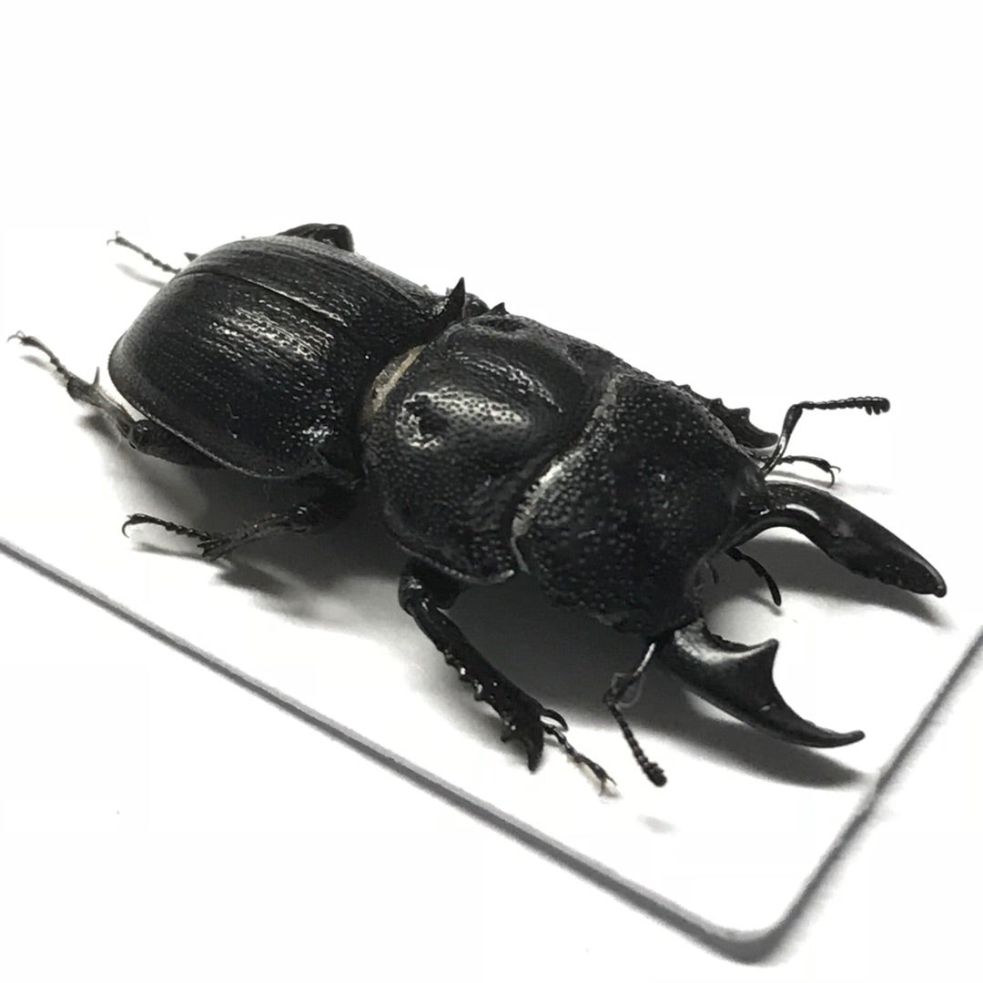 豪州産 カタハリクワガタ 18mm 豪州産 カタハリクワガタ 18mm 豪州産