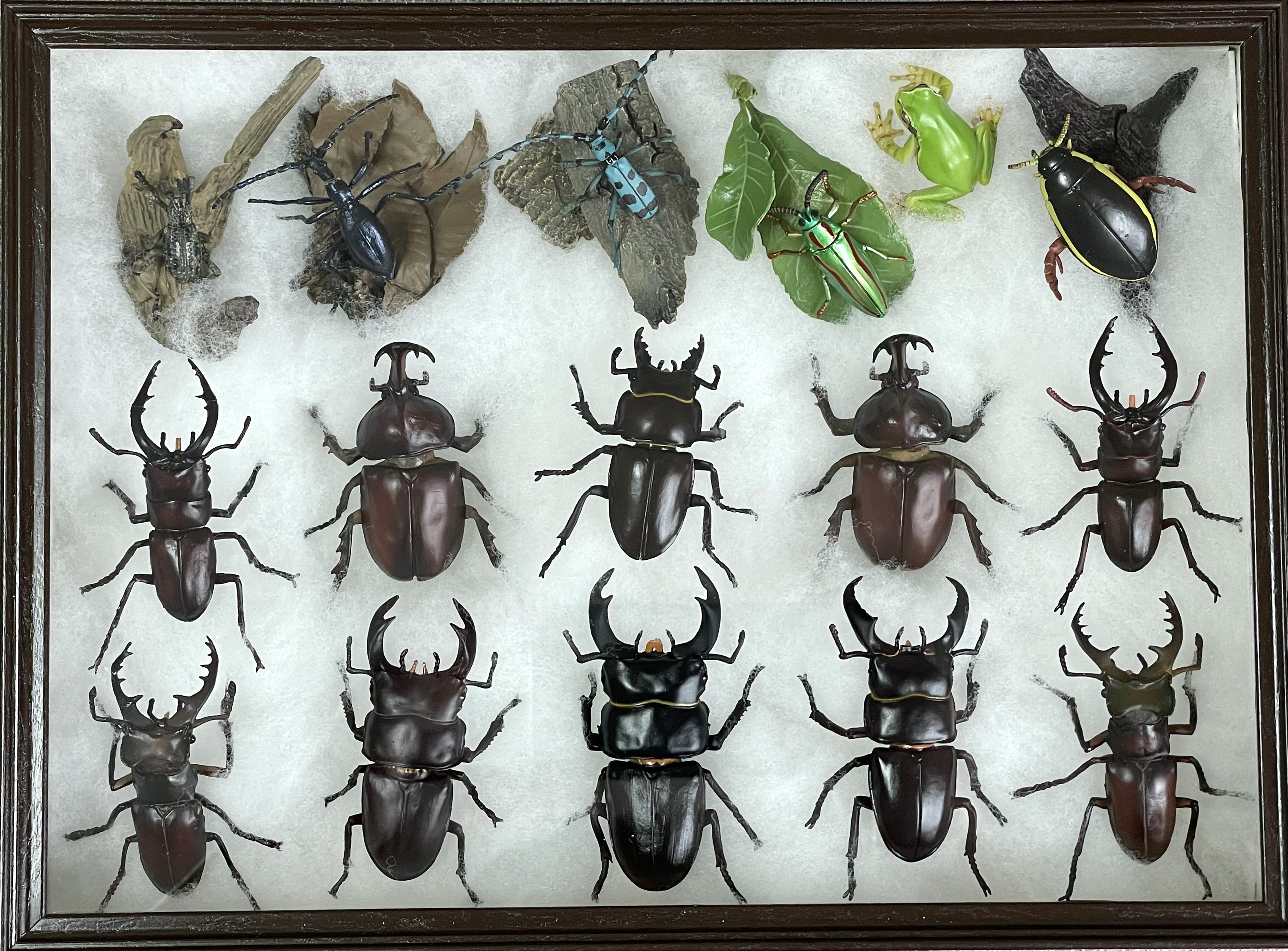 デアゴスティーニ 世界の昆虫 ディアゴスティーニ 世界の昆虫 標本