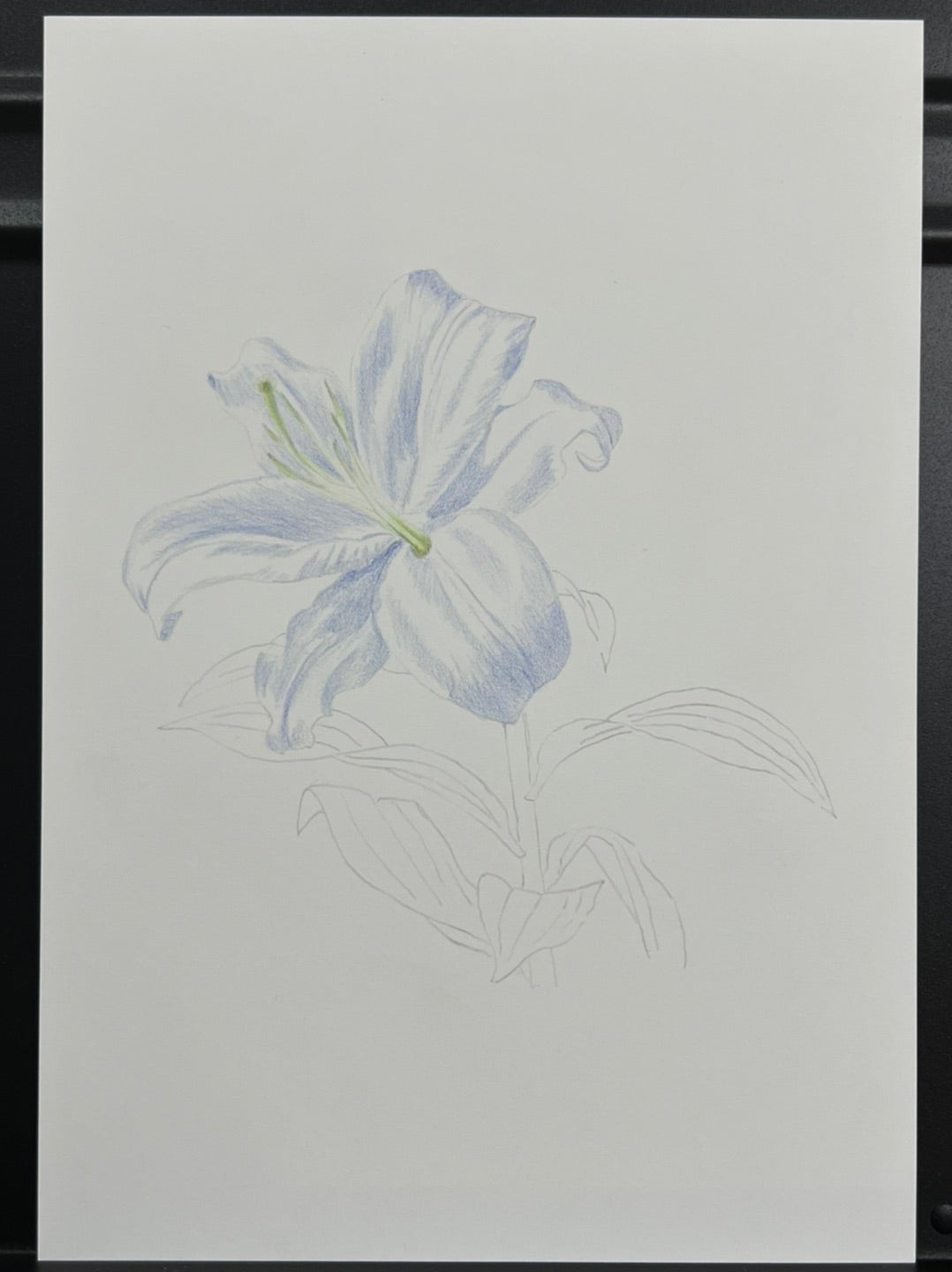 白いものを描く（ユリ） | 色鉛筆画はじめました