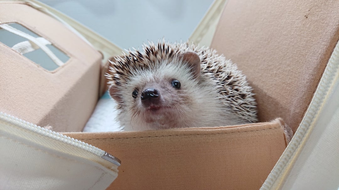 人気 ハリネズミ用キューブ寝袋 ハリネズミ寝袋 キューブご専用 【公式