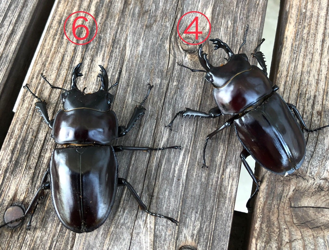 石垣 ヤエヤママルバネ ヤエヤママルバネ57.9ミリペア（西表島