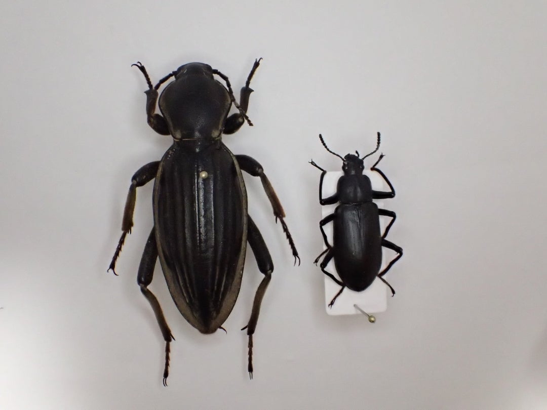 騙した訳では無いのですが | 京の虫処 京虫庵