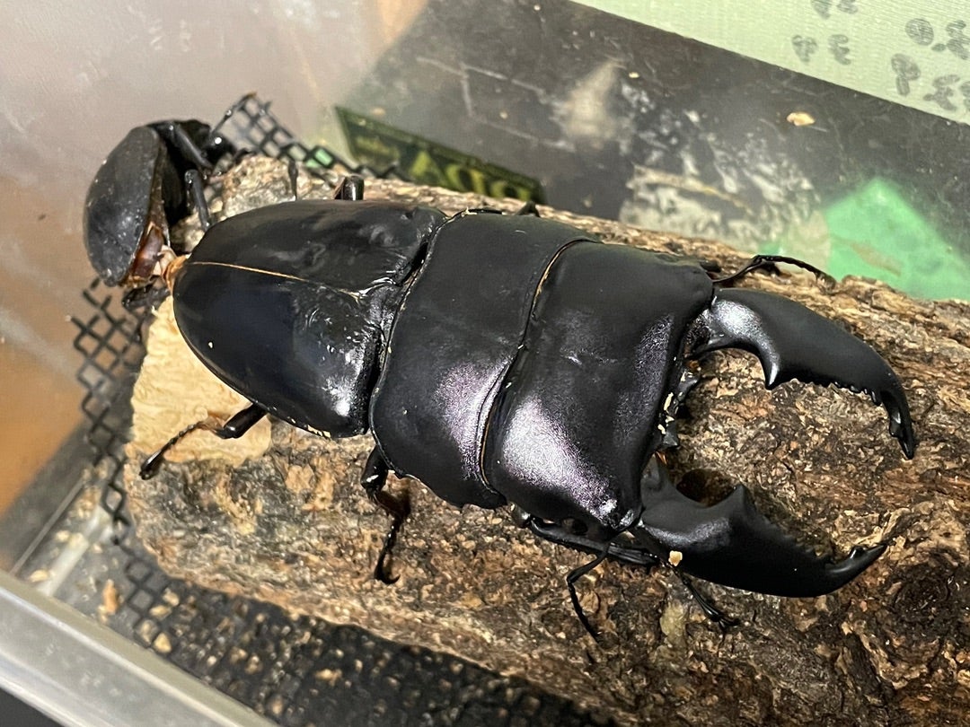 スマトラオオヒラタクワガタ 106mm 標本 【公式通販】