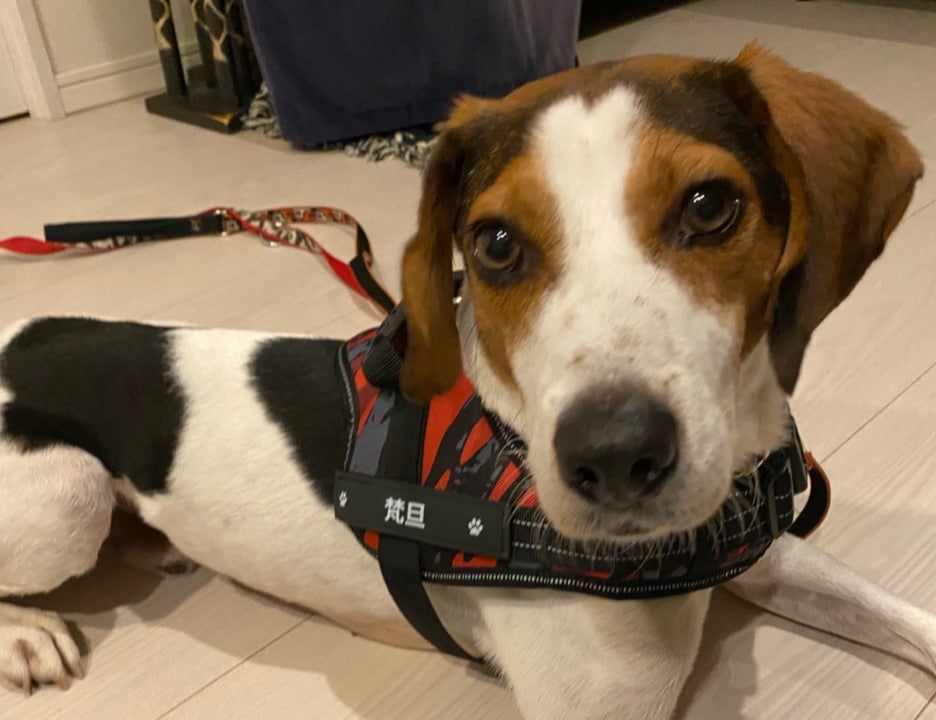 思い出のハーネスとリードハーネスリード