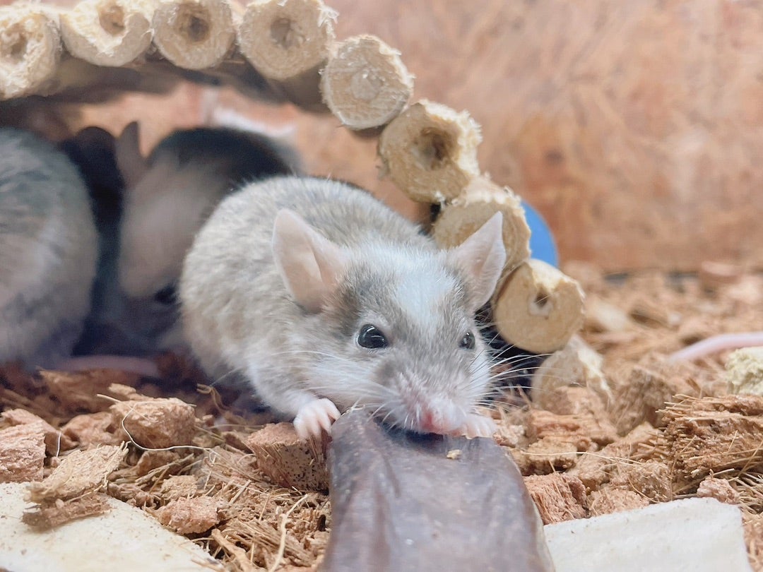 ヤワゲネズミ | パライゾ アニマルショップ＋Cafe＆Bar