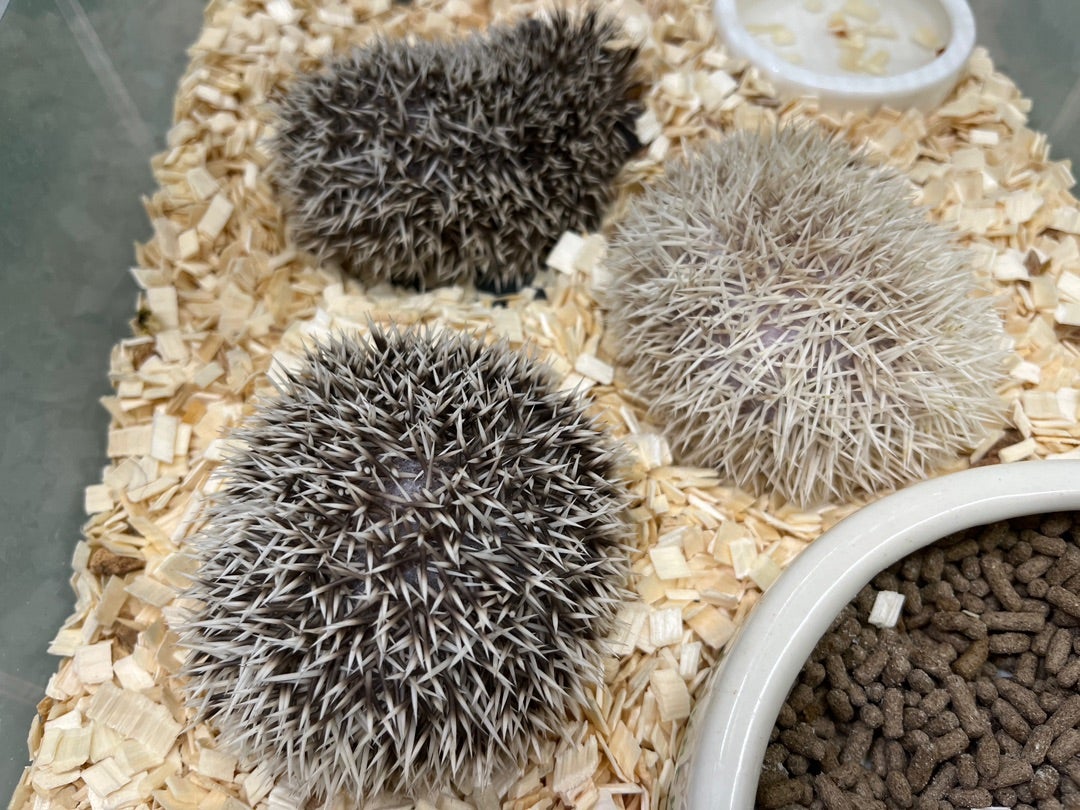 モモンガハウス(ハリネズミ柄Ver.4)ボアグレー 1850円 モモンガハウス