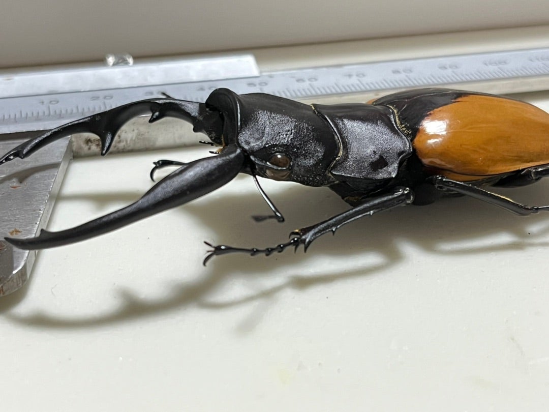 ブルマイスターツヤクワガタ 95mm 標本 ブルマイスターツヤクワガタ No