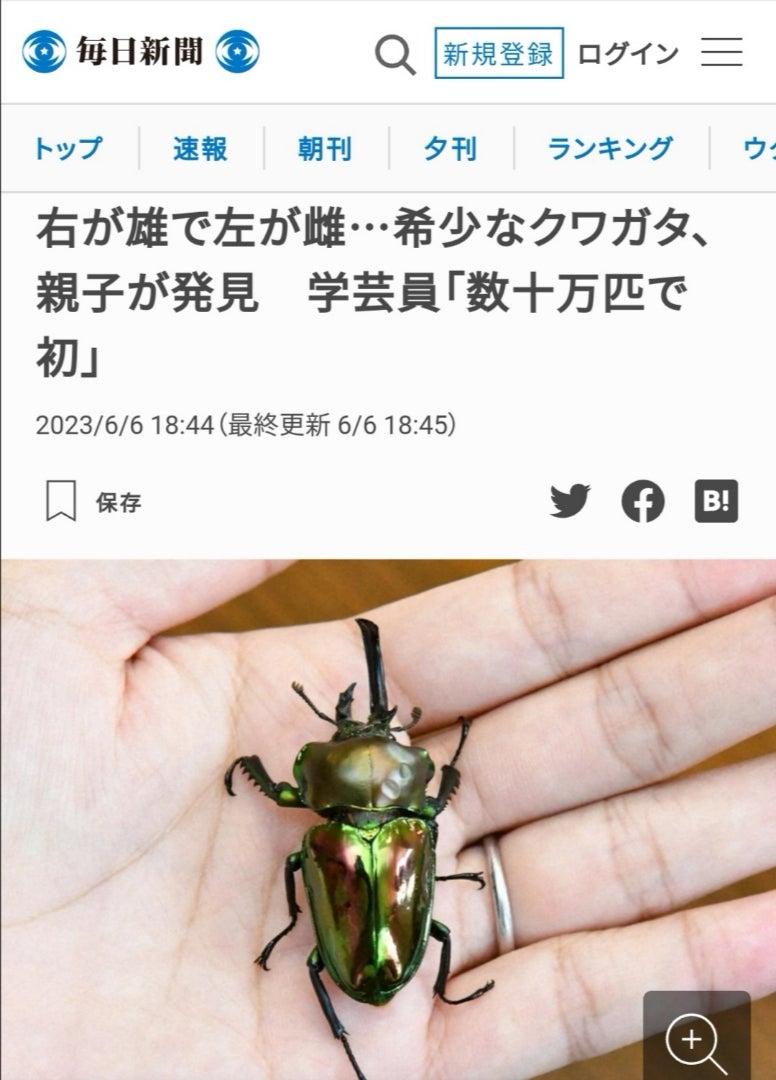 雌雄モザイク？ ニジイロクワガタ