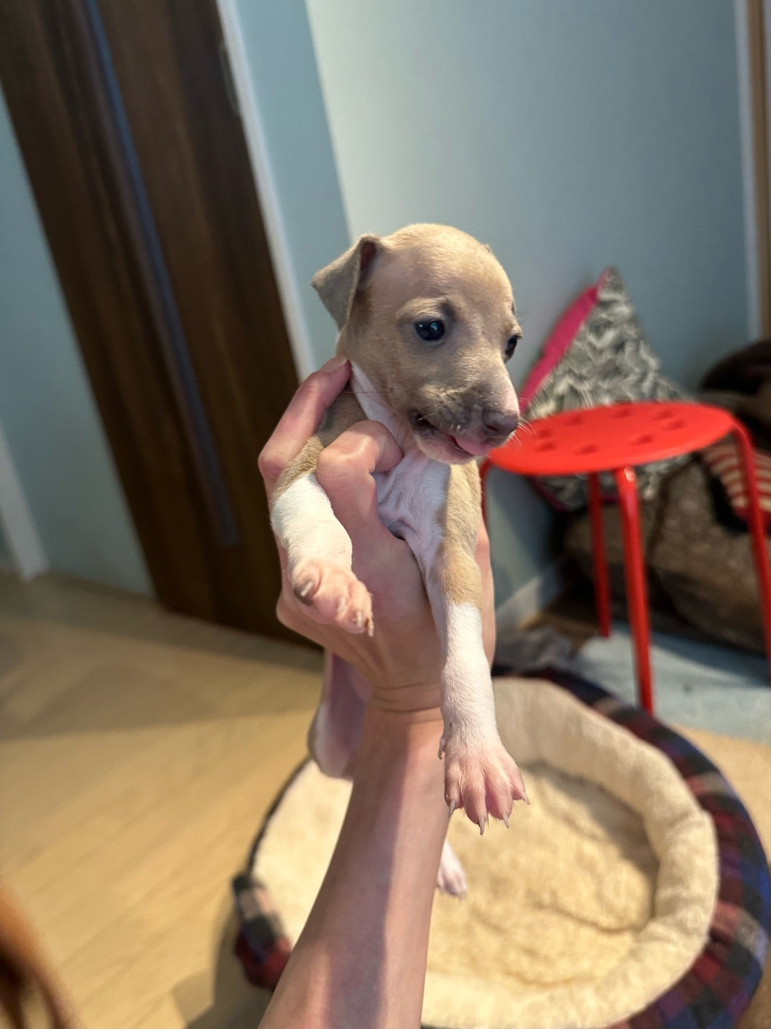 イタグレ 赤ちゃん(≧∀≦) | イタリアングレーハウンド専門ブリーダー