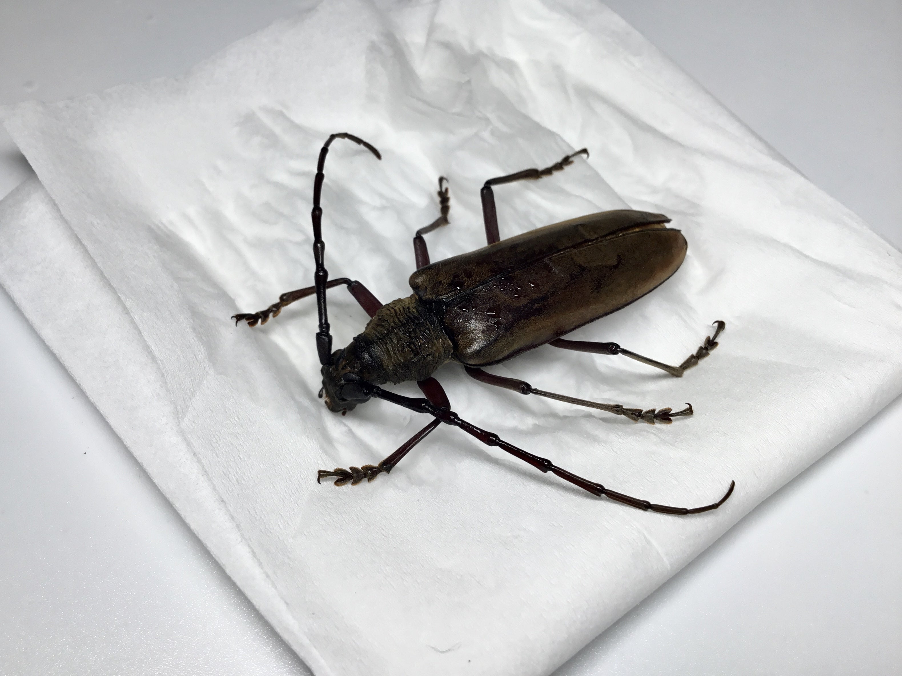 ひょっとして…踏まれちゃった！？【ミヤマカミキリの標本づくり