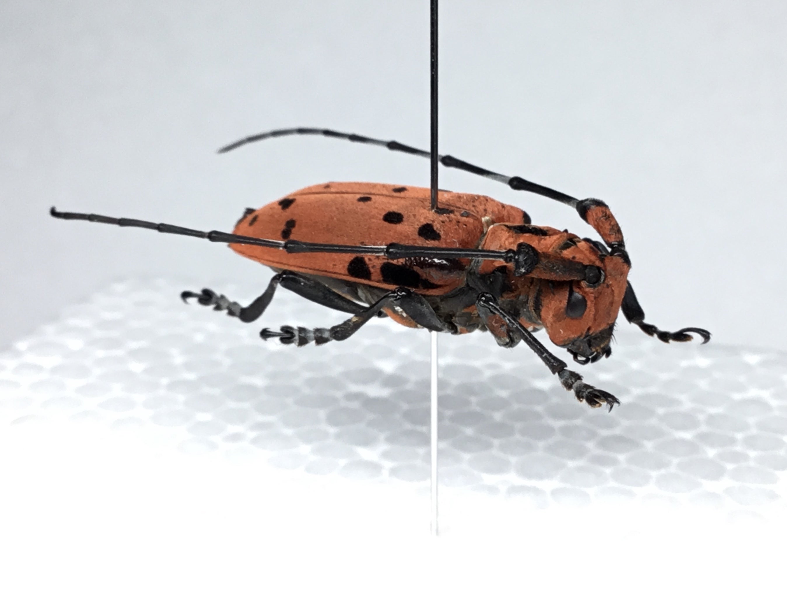 令和5年 カミキリムシの標本①】5月・6月採集 | テントモソの虫ブログ