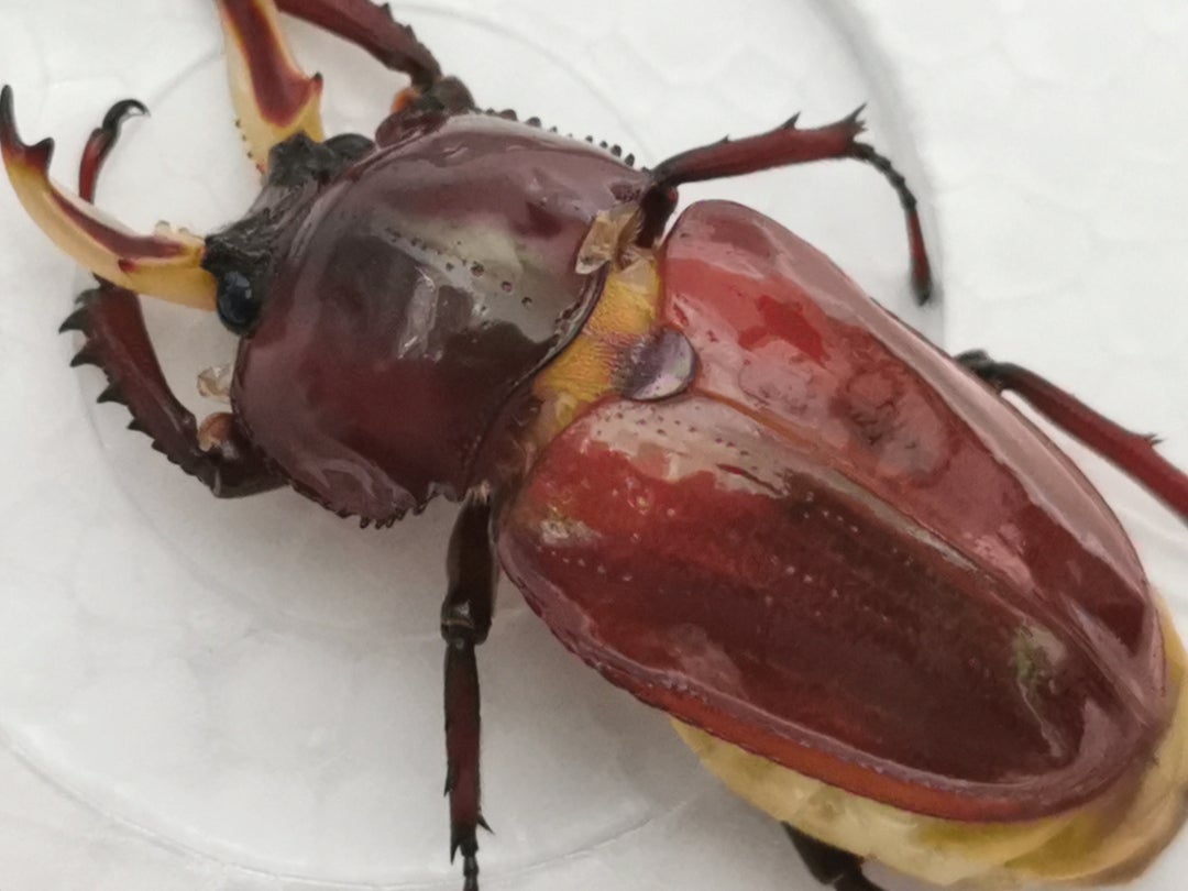 440 【 確率10万分の1？20万分の1！？ 】ニジイロクワガタ 雌雄