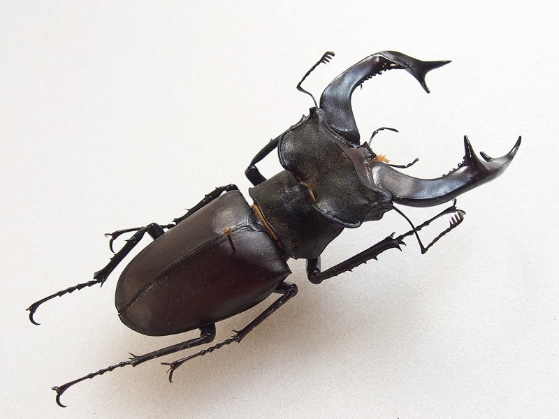 大型 フランス産 ケルブスミヤマ ♂83㎜ 標本 ミヤマクワガタ