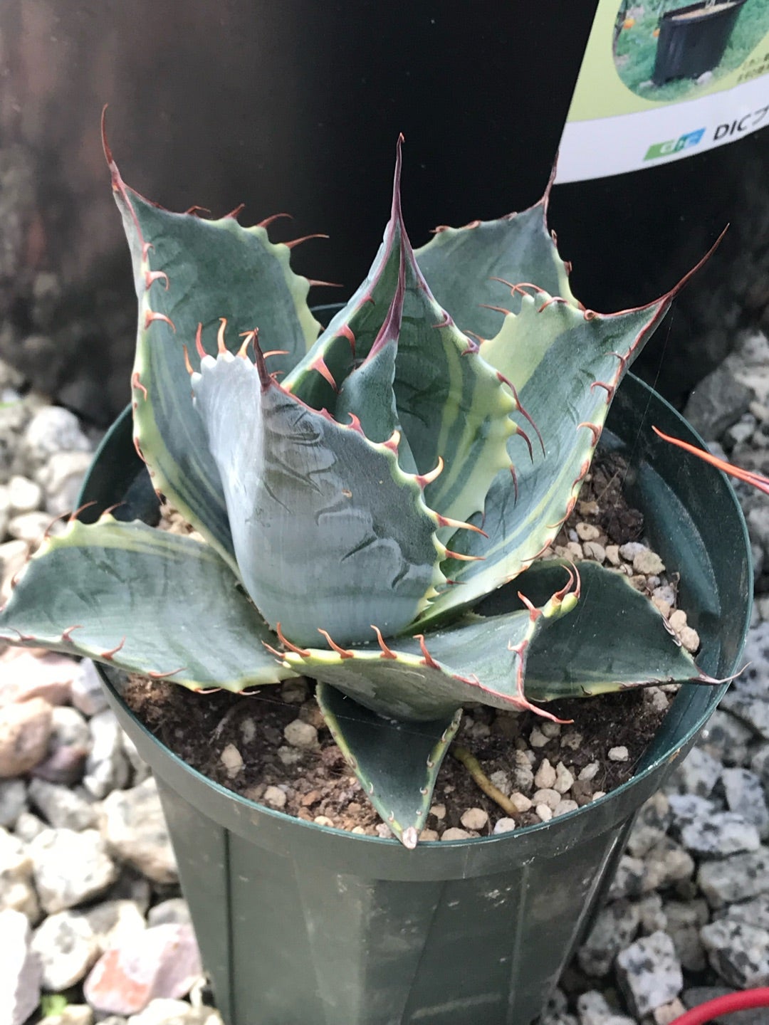 大型‼️ アガベ パラサナ錦 ファイヤーボール アガベ パラサナ錦