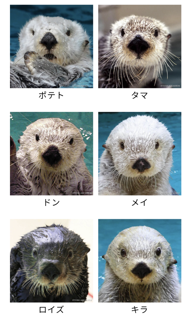 鳥羽水族館 コレクションカード メイ（レア） ポテト ラッコ 赤ちゃん