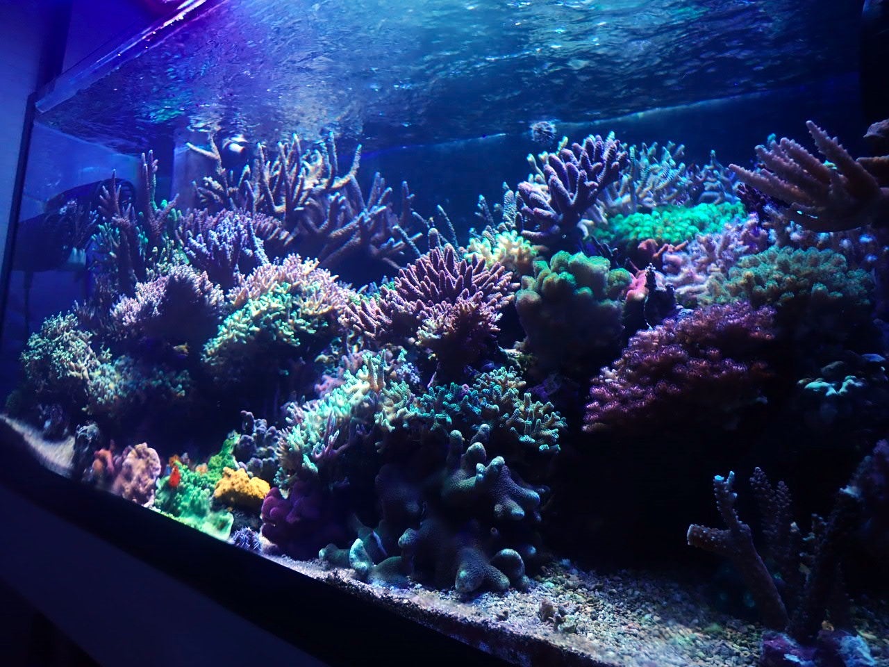 クロノスレイン・フィルター全交換 | ミスズの水槽観察日記