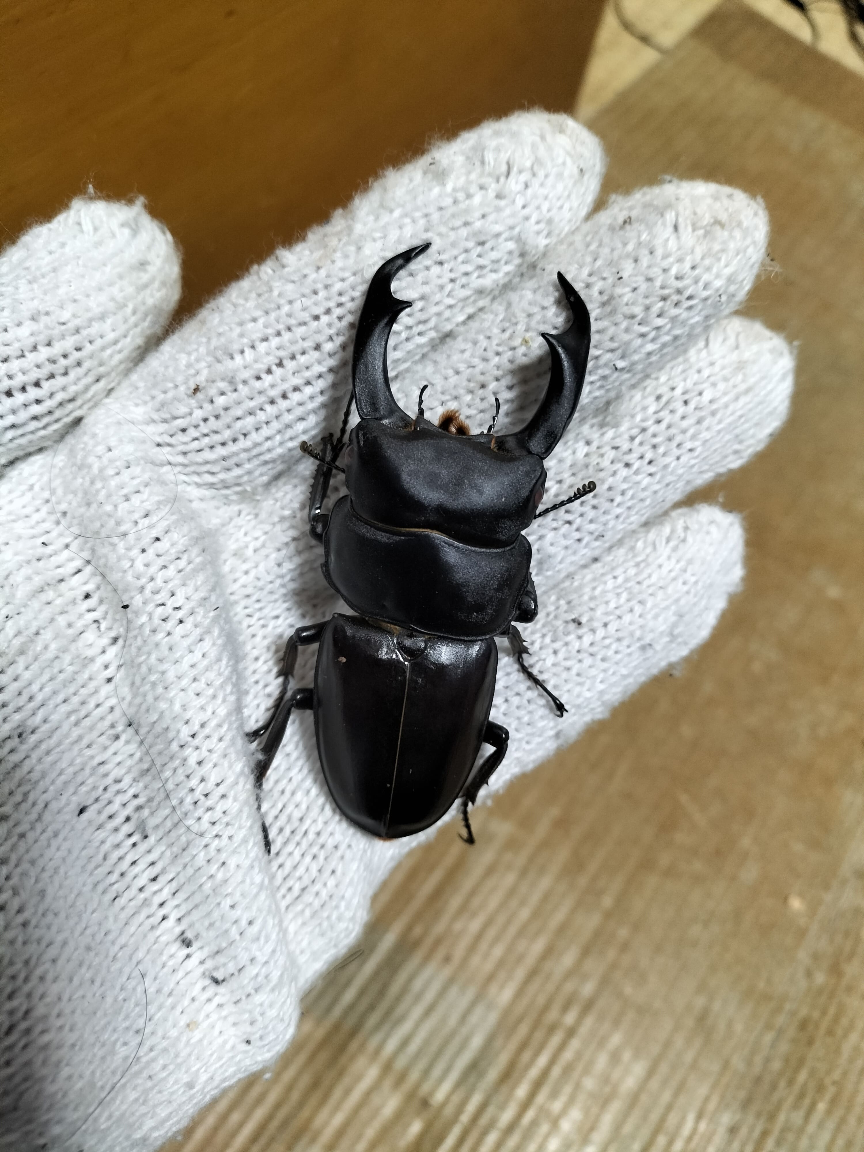 シェンクリングオオクワガタ