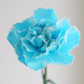 生花】輸入カーネーション ティントブルー(水色系)【OT】 - 花材通販は