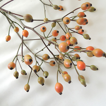 生花】星野さんのローズヒップ マジカルローズ 80cm程度【IT-29】 - 花