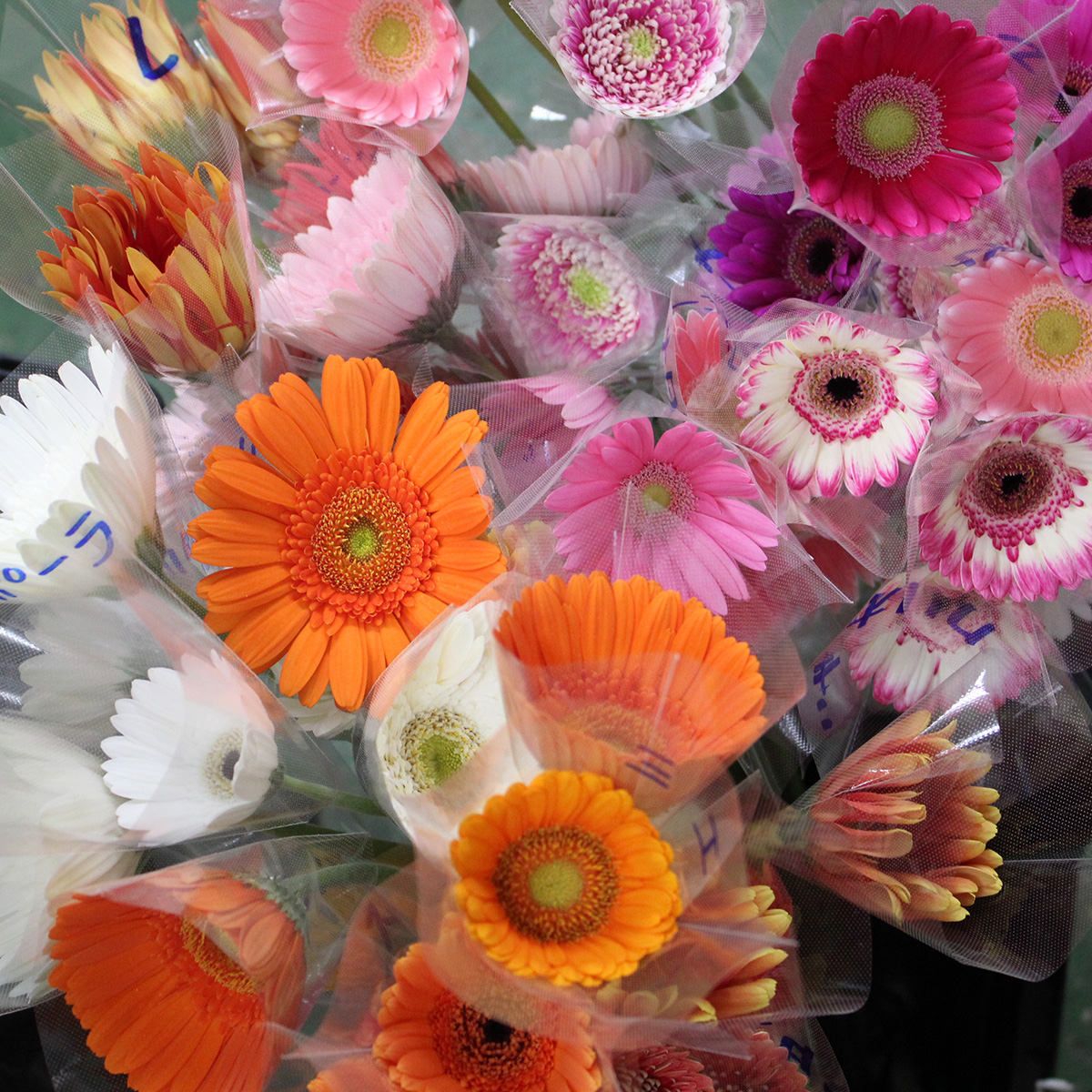 ひらがなけやき バラ売り ひらがなけやき バラ売り 楽天市場