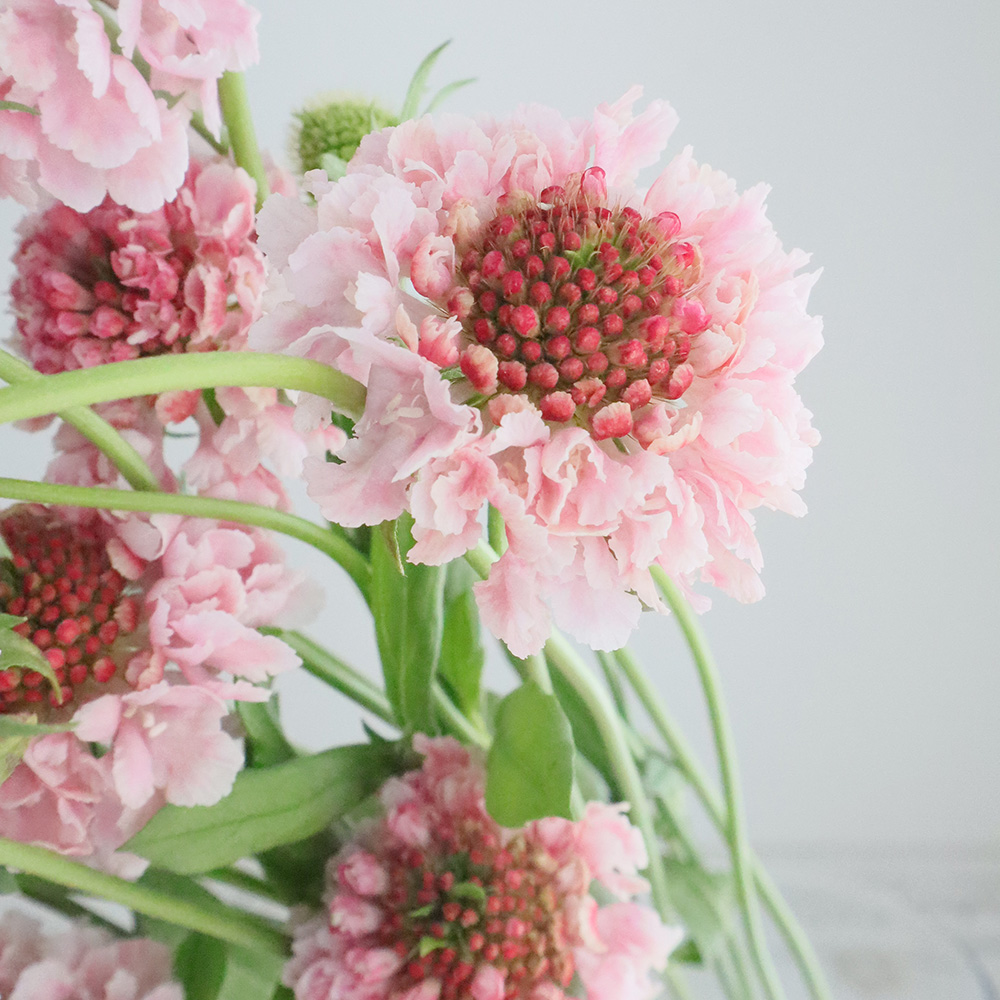 生花】NODAフラワーのスカビオサ:ミルキークォーツ 淡ピンク【早締切