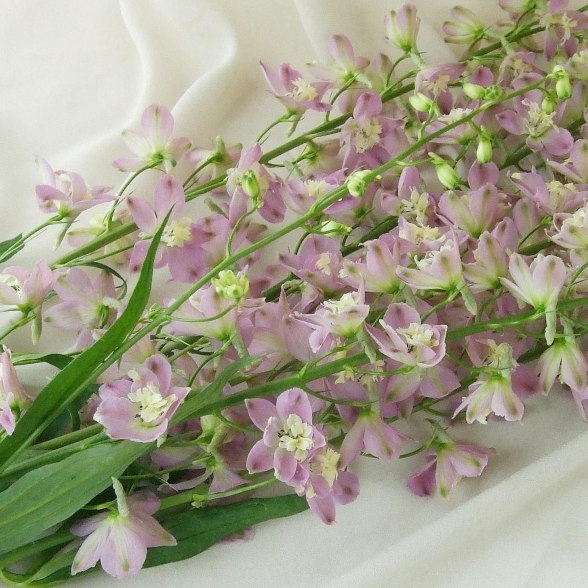 生花】NODAフラワーさんのデルフィニューム トリックピンク 70cm