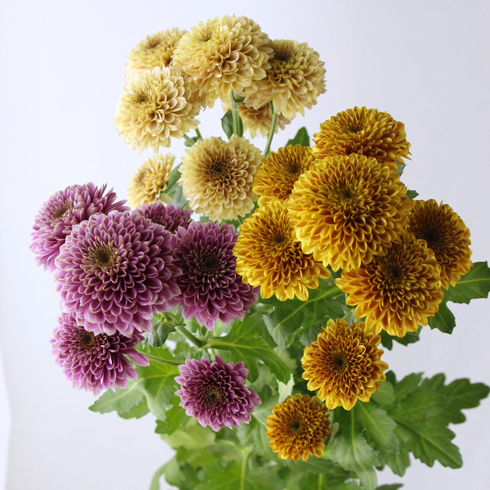 生花】SPマム ドリア (ポンポン パープルピンク):JFDマム 【FJ】 - 花