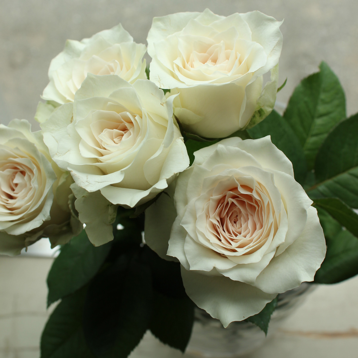 直前】バラ グランオマージュ(オフホワイト系) - 花材通販はなどんや