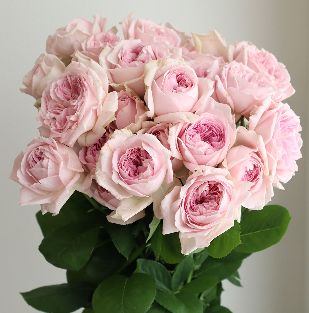 生花】メアリーレノックス 神生バラ園 - 花材通販はなどんやアソシエ