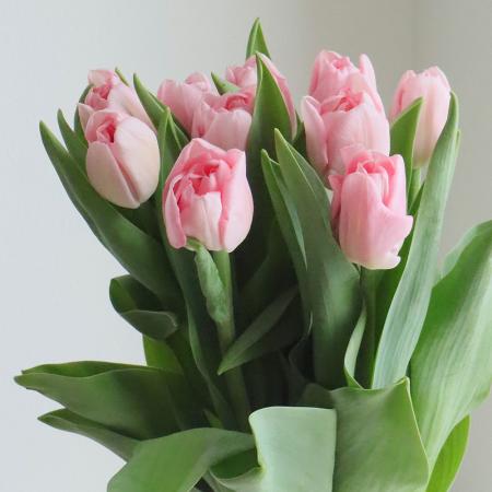 直前】【生花】チューリップ ピンクミラクルoドリーマー(八重・淡