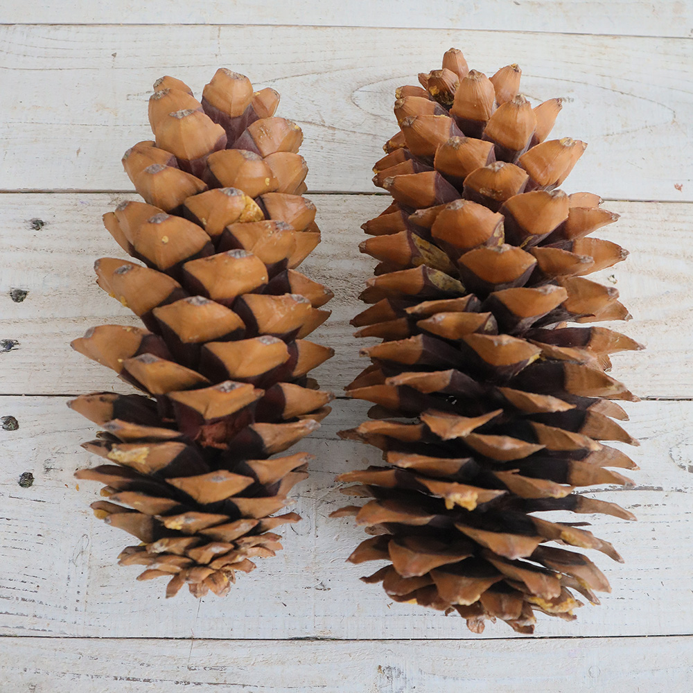 ドライ/即納】【P3-25】J・flow/ジャイアントコーン 巨大松ぼっくり