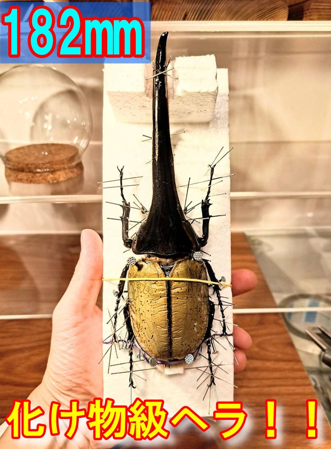 コロンビア産リッキーヘラクレスオオカブト1 世界にはどれくらいの種類