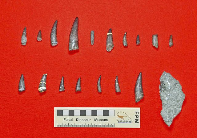 魚食性恐竜「スピノサウルス」 勝山で歯化石発見：日刊県民福井Web