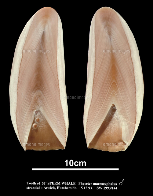 鯨歯 マッコウクジラの歯の断面[20047001814]の写真・イラスト素材