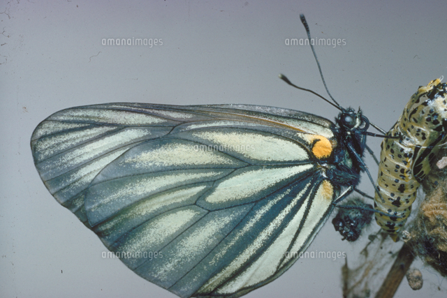 ミヤマシロチョウ[23018009150]の写真・イラスト素材｜アマナイメージズ
