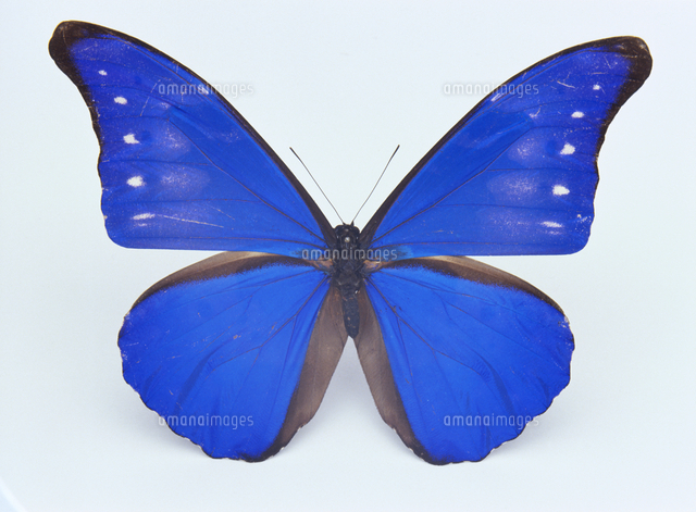 レテノールモルフォ 標本[32073000723]の写真・イラスト素材｜アマナ