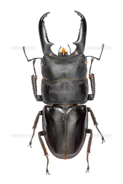 ツシマヒラタクワガタ オス 標本[32146002918]の写真・イラスト素材