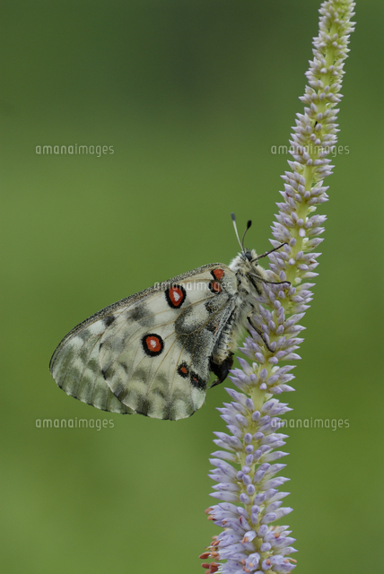 オオアカボシウスバシロチョウ[32156000235]の写真・イラスト素材